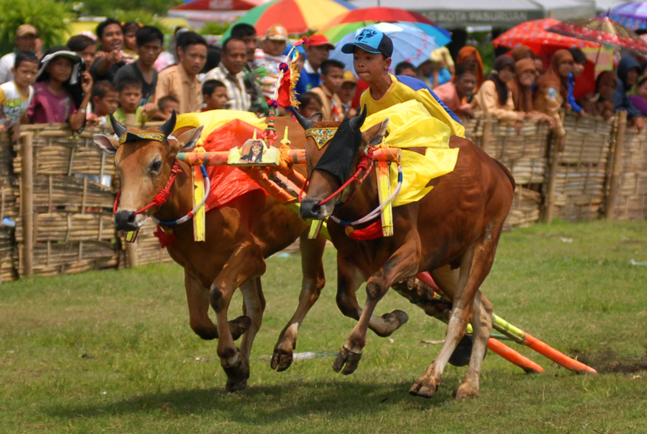 gambar tradisi karapan sapi