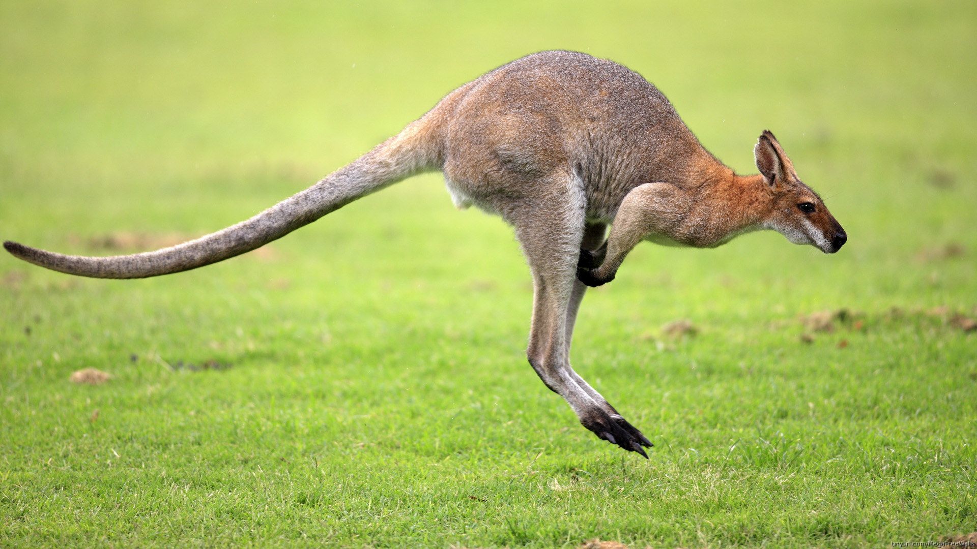 hewan gambar kangguru