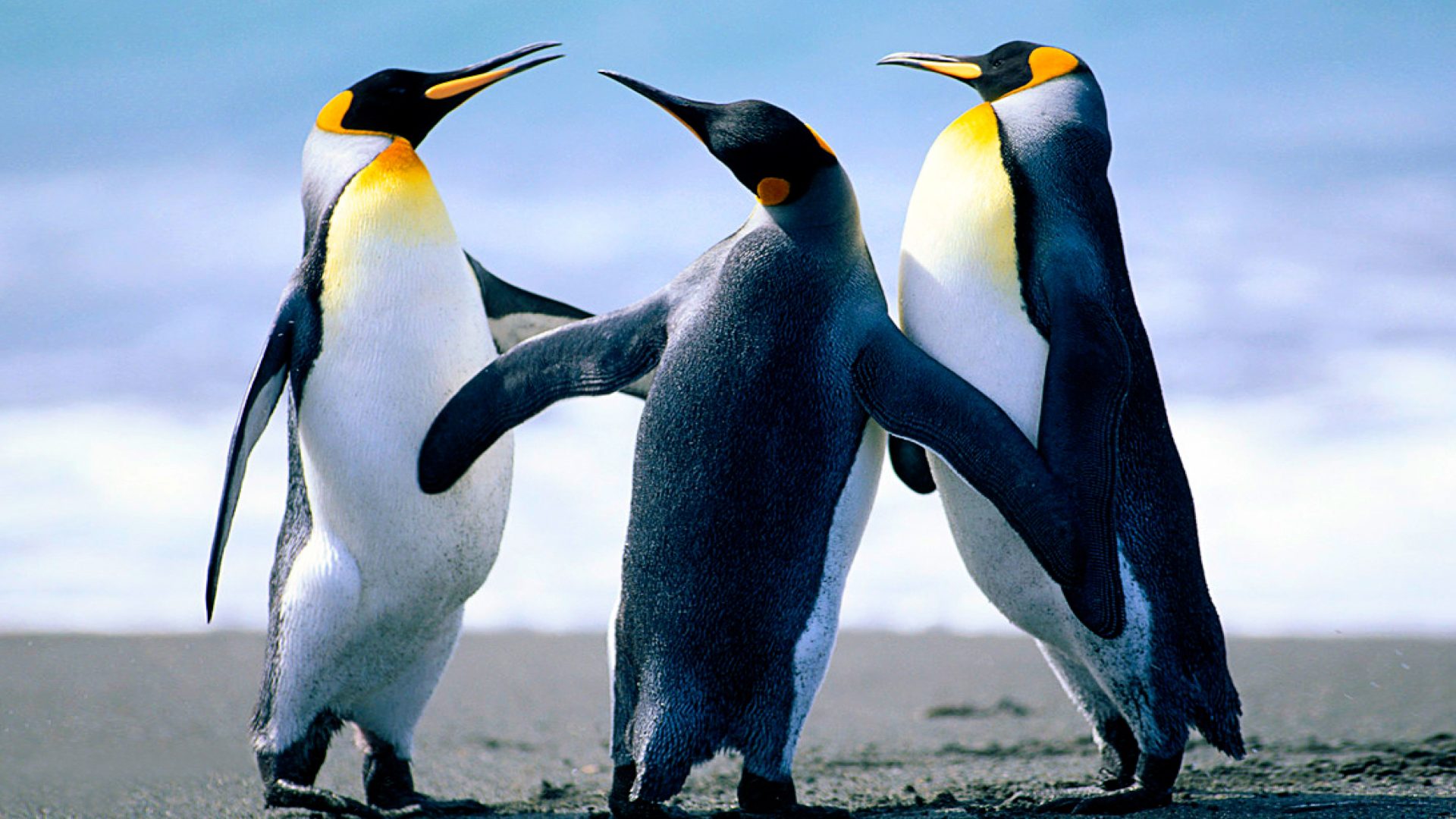 hewan lucu dan imut penguin gambar