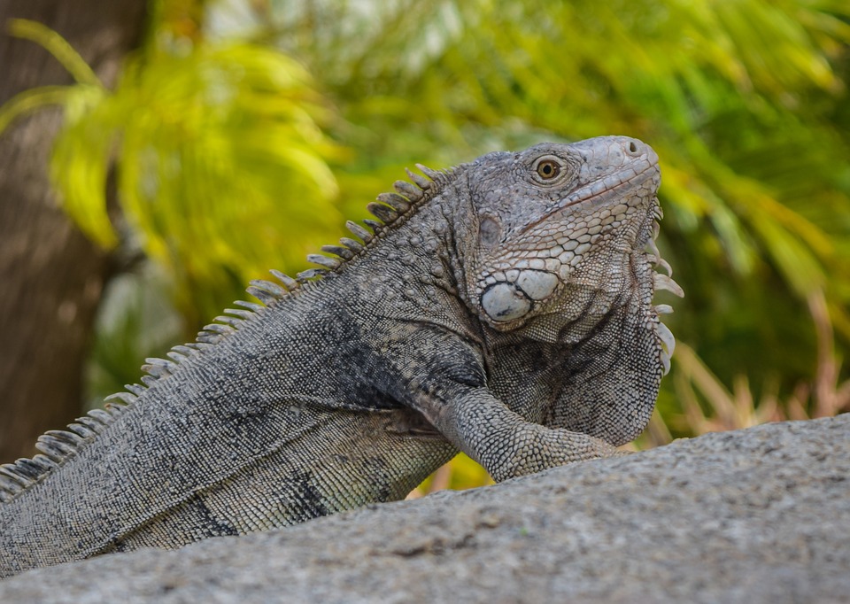 hewan reptil iguana gambar