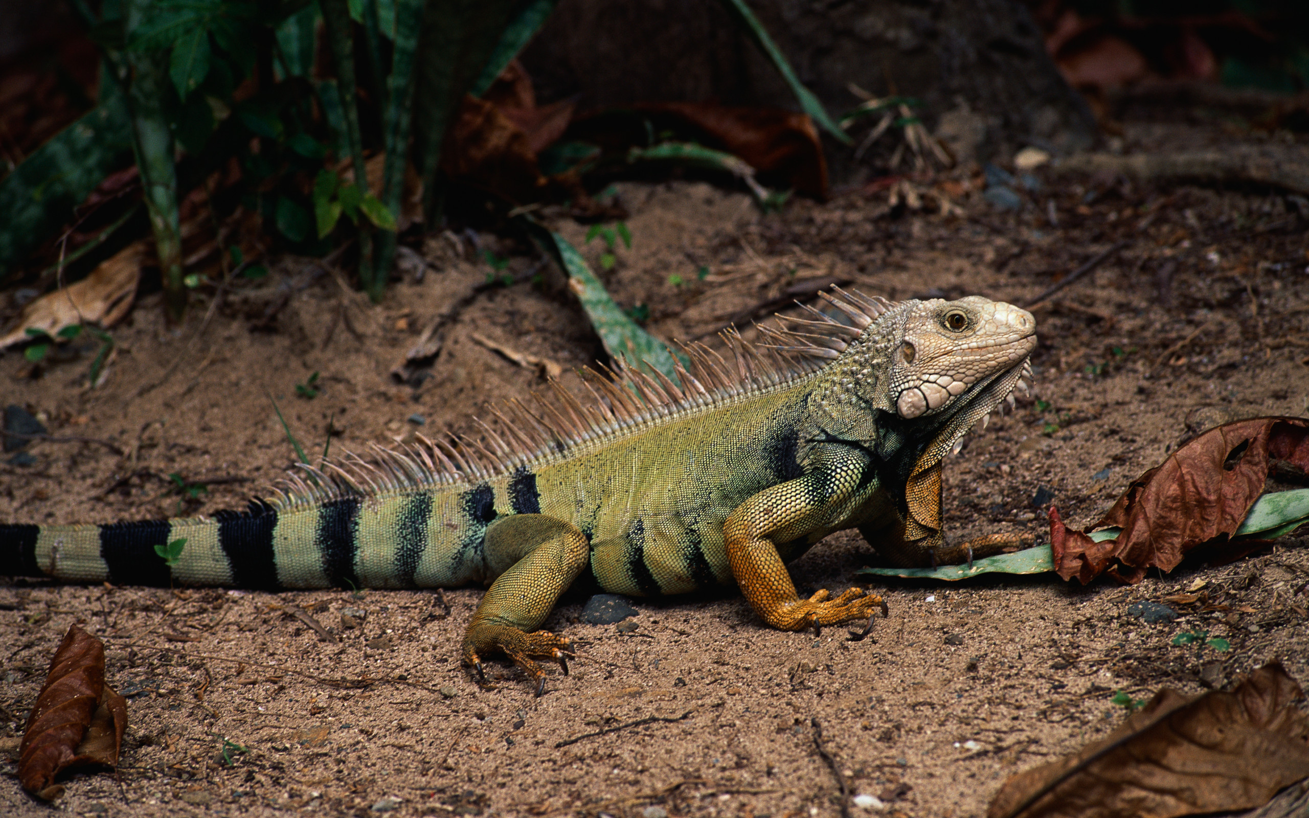 hewan reptil iguana hd