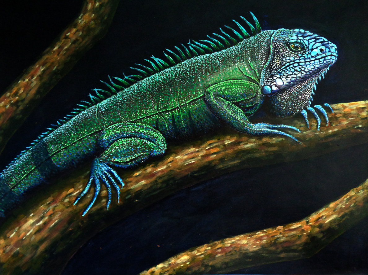 iguana gambar