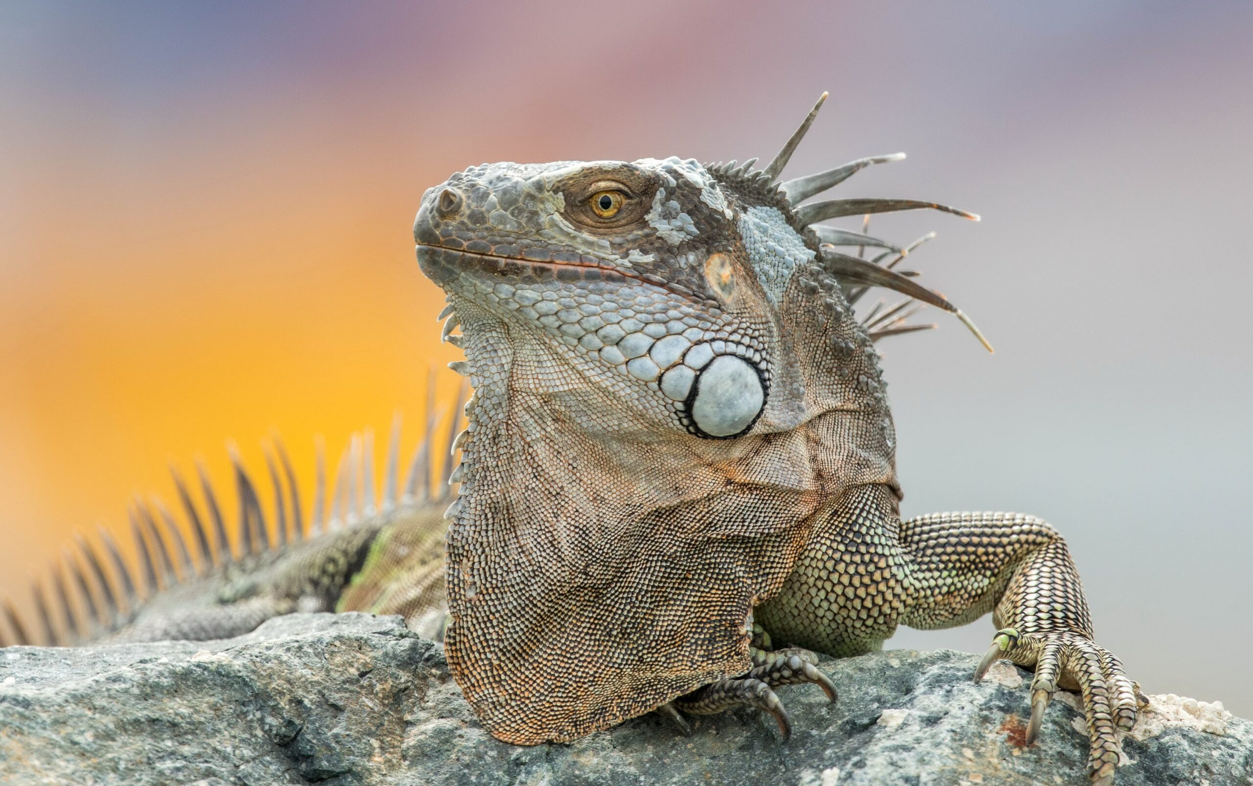 iguana hewan reptil