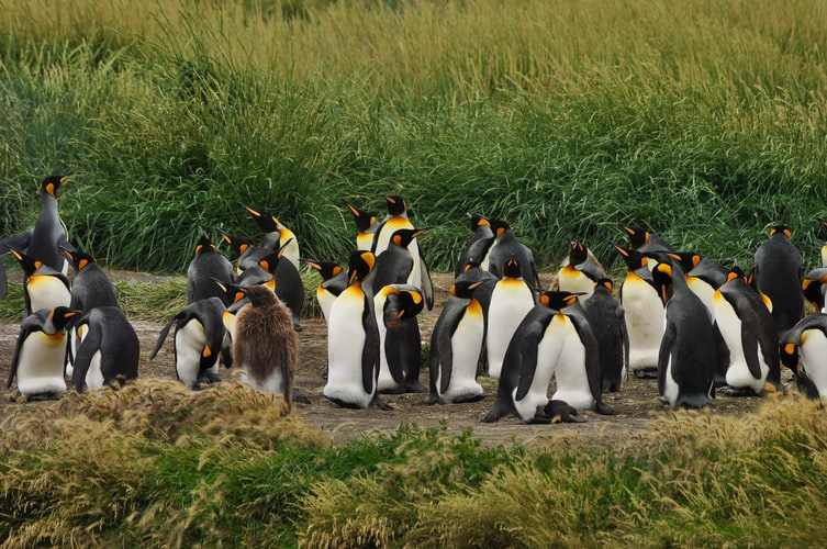 kawanan gambar penguin