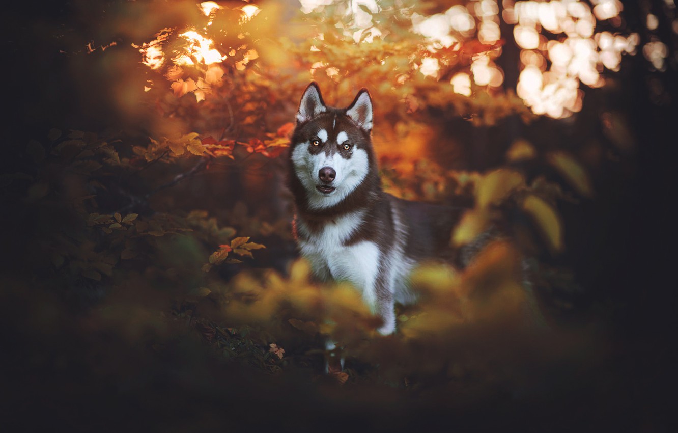 wallpaper gambar anjing husky siberian