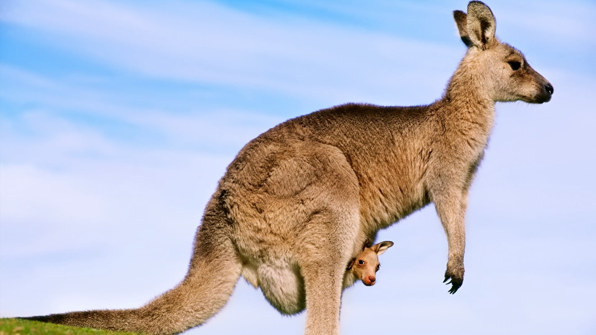 wallpaper gambar kangguru