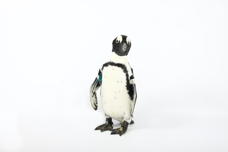 wallpaper gambar penguin