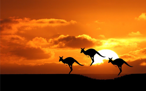 wallpaper hd gambar kangguru