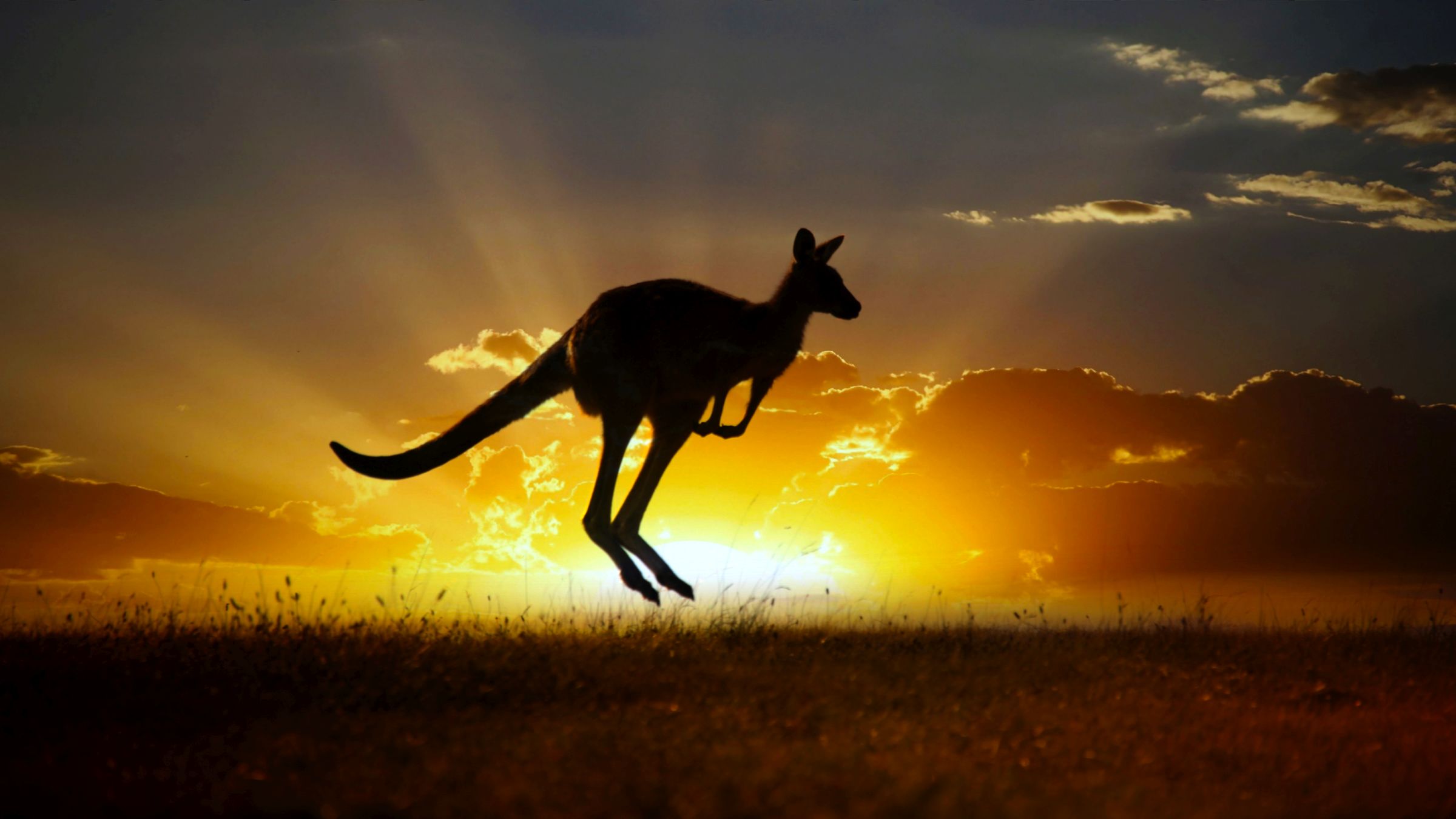 wallpaper keren hd gambar kangguru