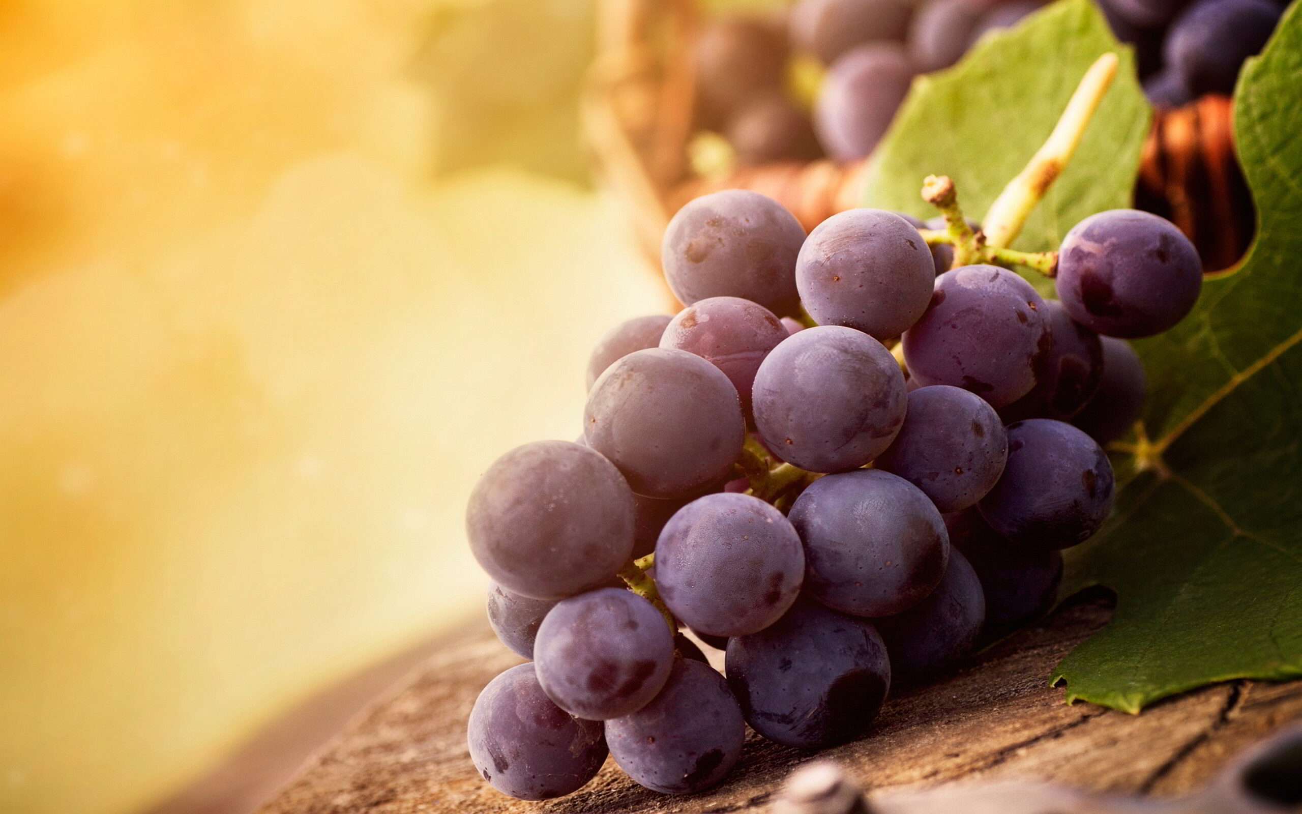 buah anggur gambar wallpaper