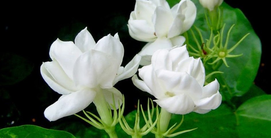 bunga melati putih gambar