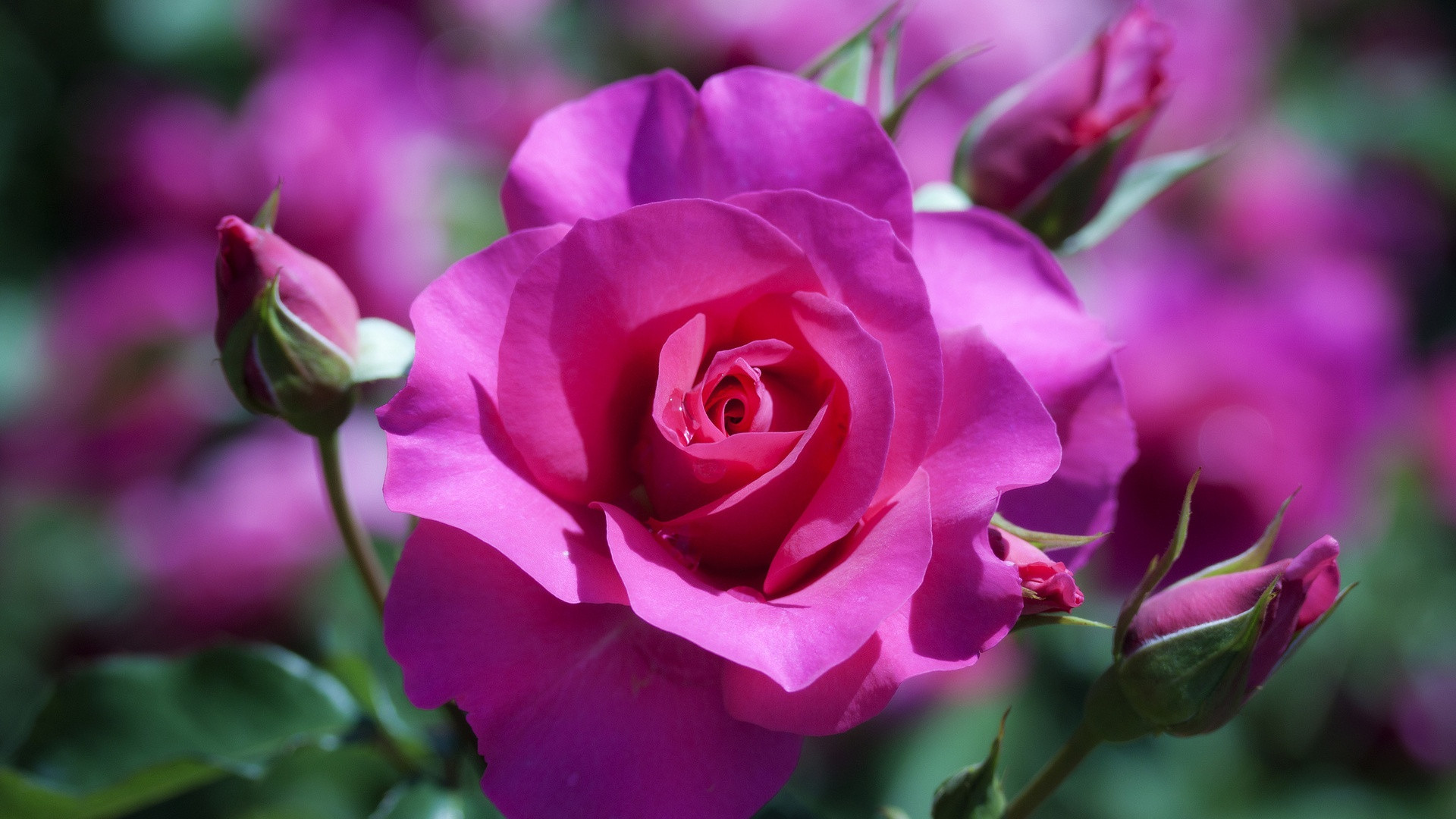 download gambar bunga mawar