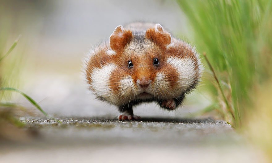 download gambar hamster