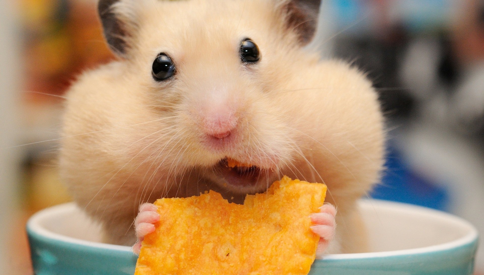 gambar binatang hamster