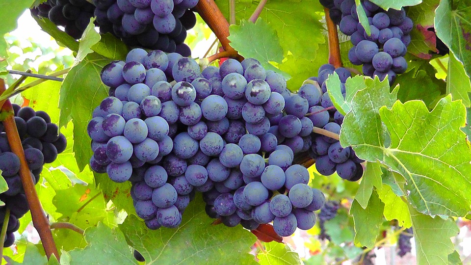 gambar buah anggur di pohon segar