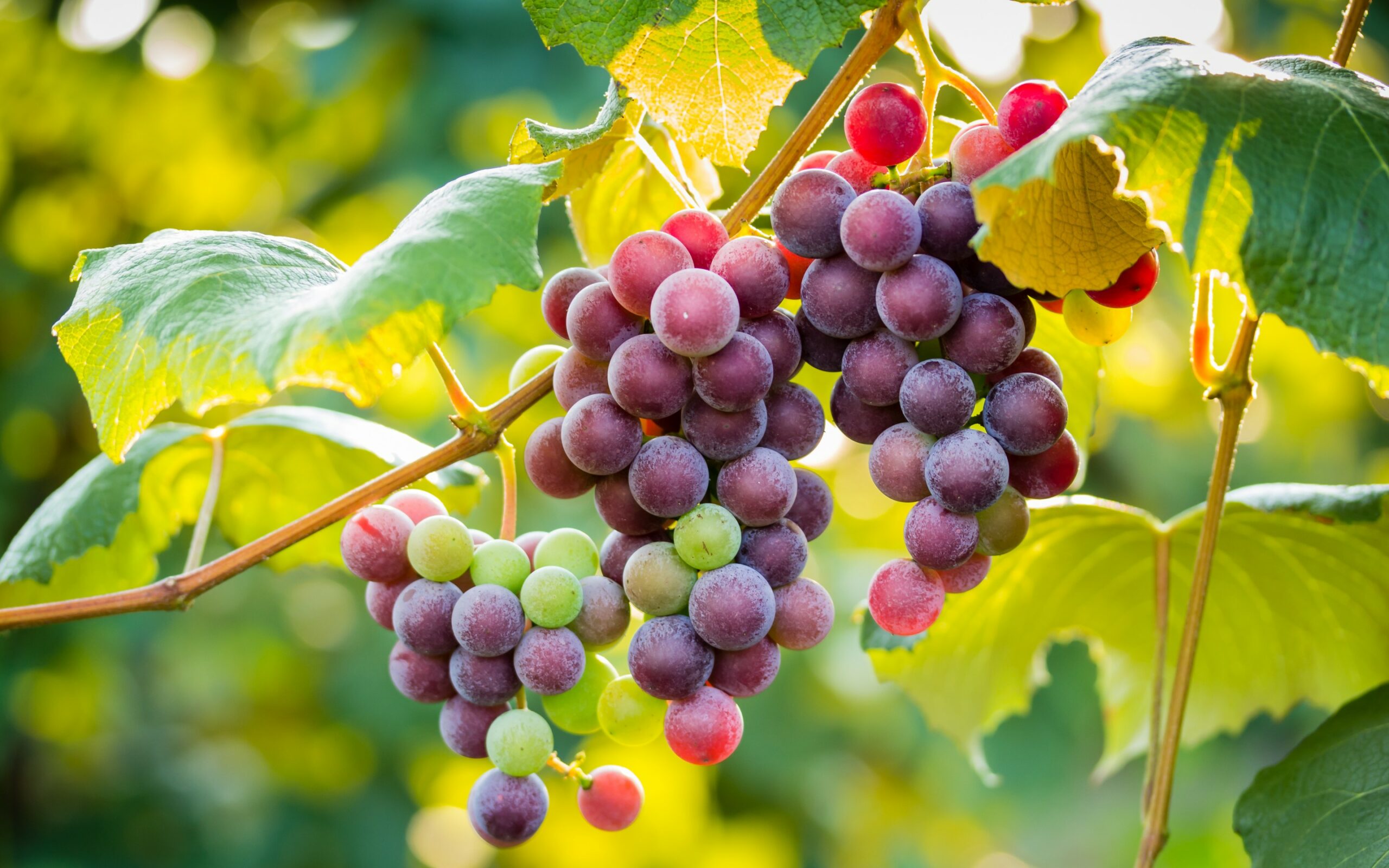 gambar buah anggur segar hd