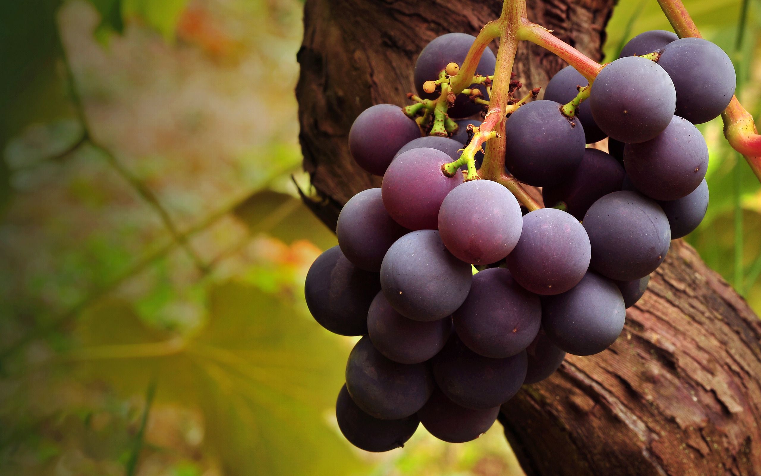 gambar buah anggur segar