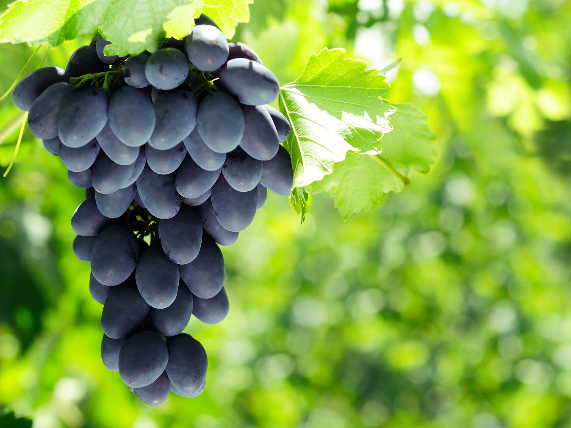 gambar buah anggur