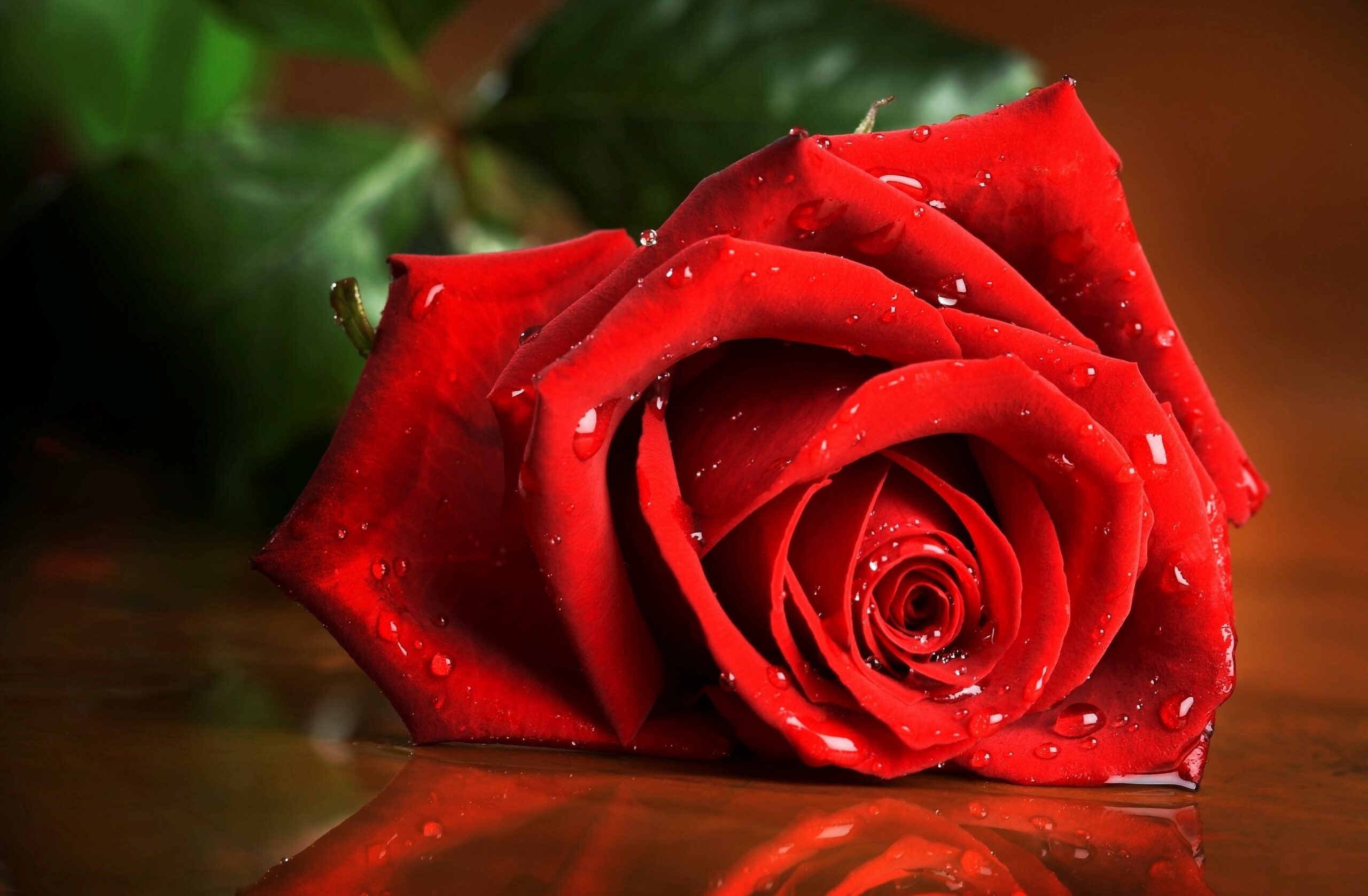 gambar bunga mawar cantik wallpaper
