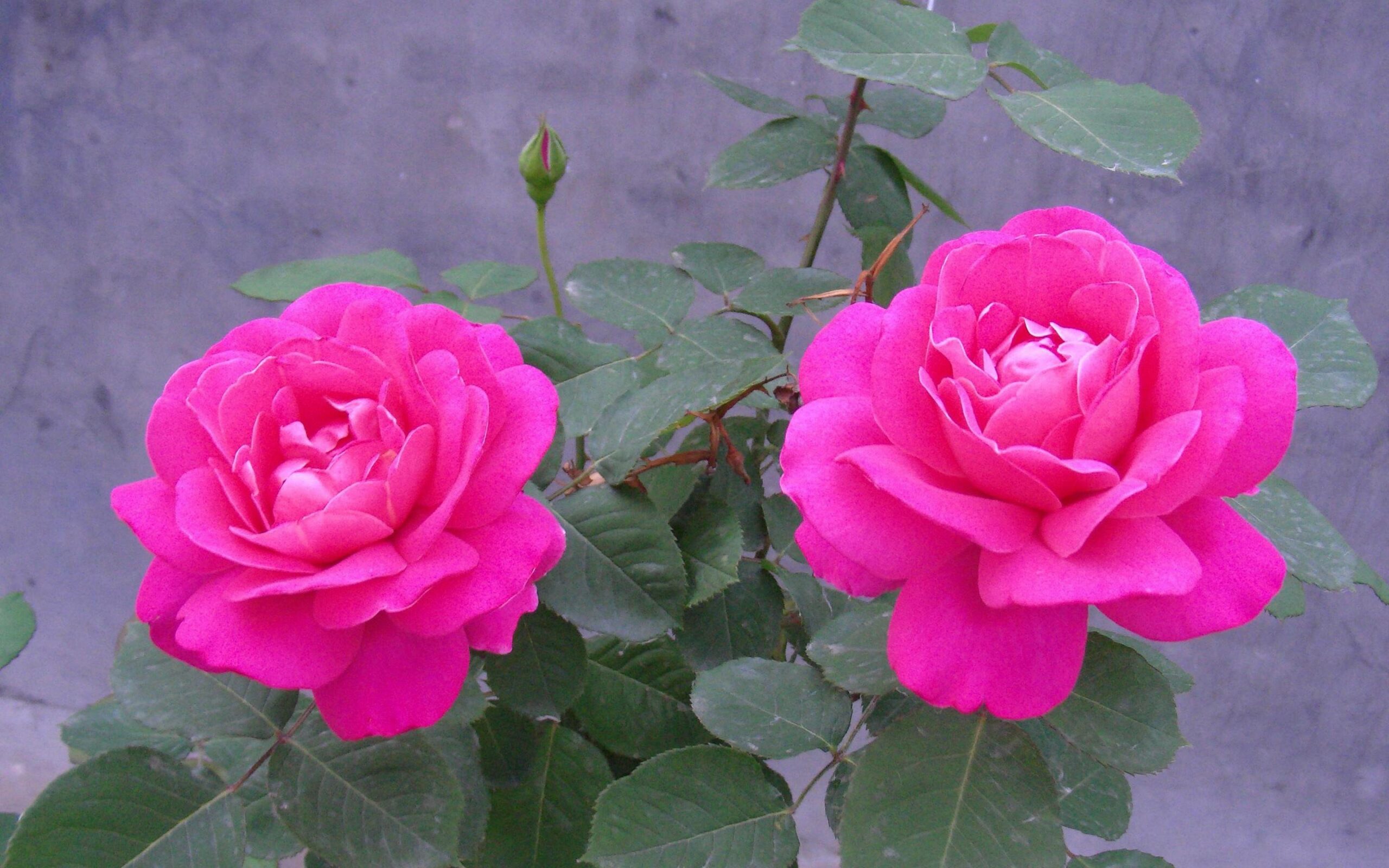 gambar bunga mawar hd download