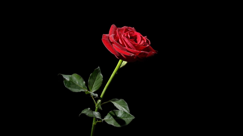 gambar bunga mawar indah