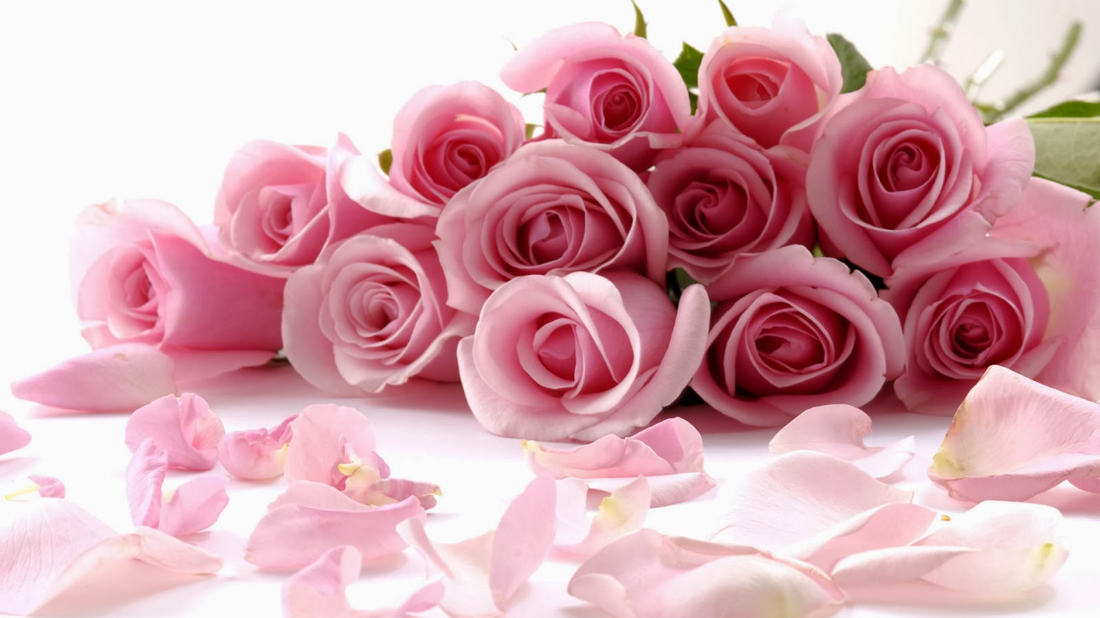 gambar bunga mawar segar