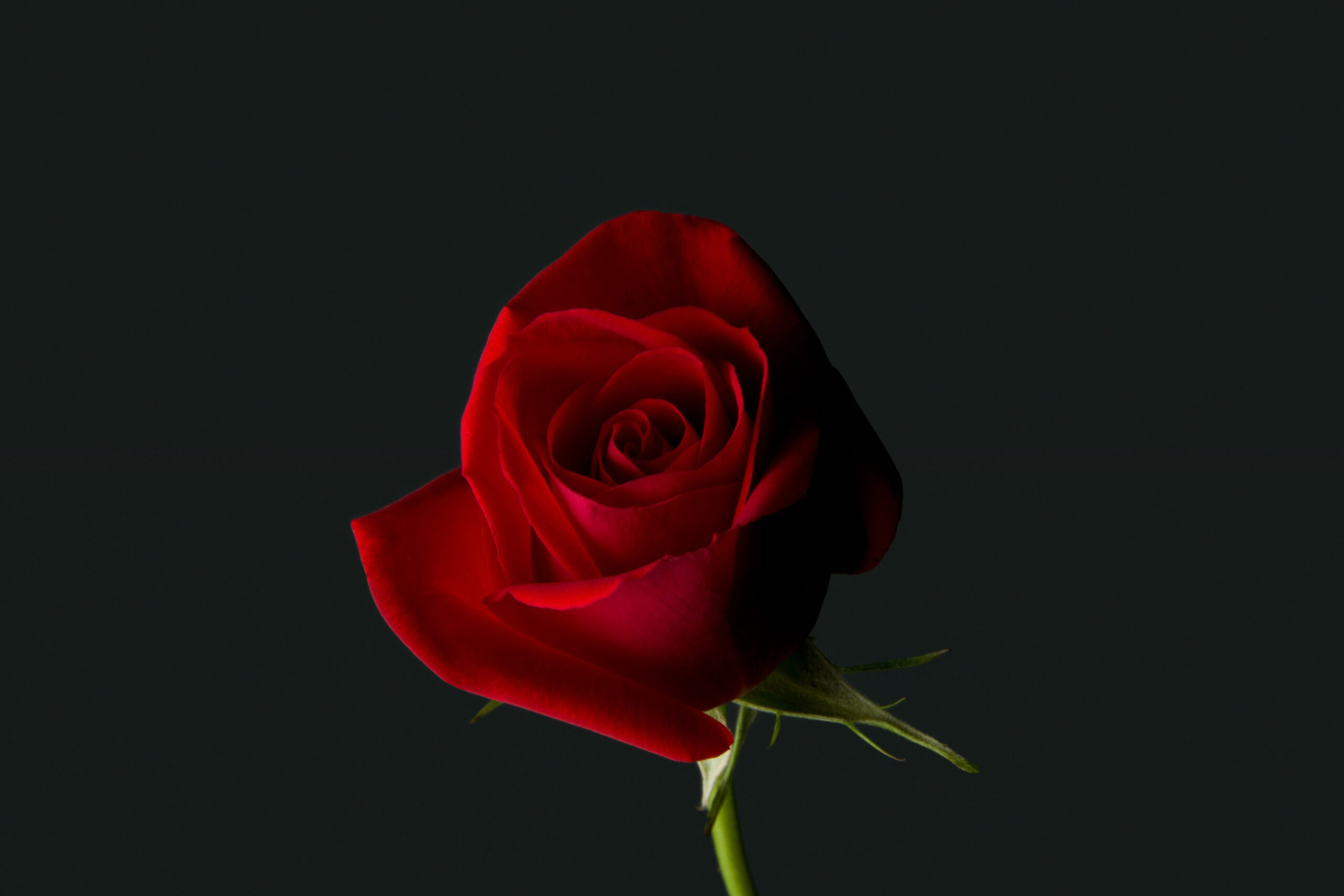 gambar bunga mawar wallpaper