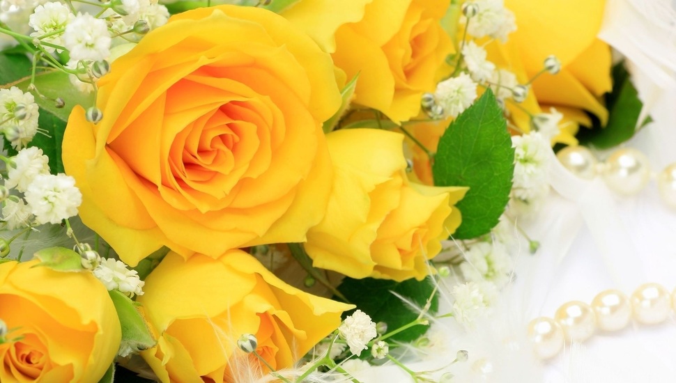 gambar bunga mawar warna kuning