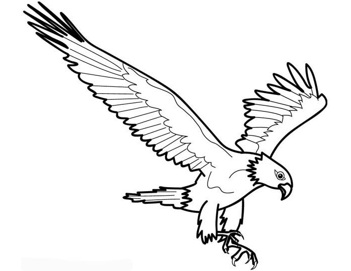 gambar burung elang untuk diwarnai