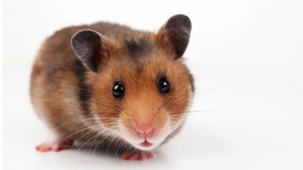 gambar hamster binatang hd