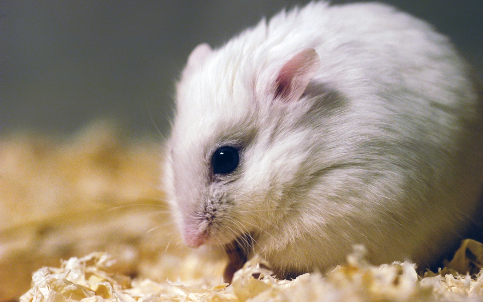 gambar hamster binatang lucu