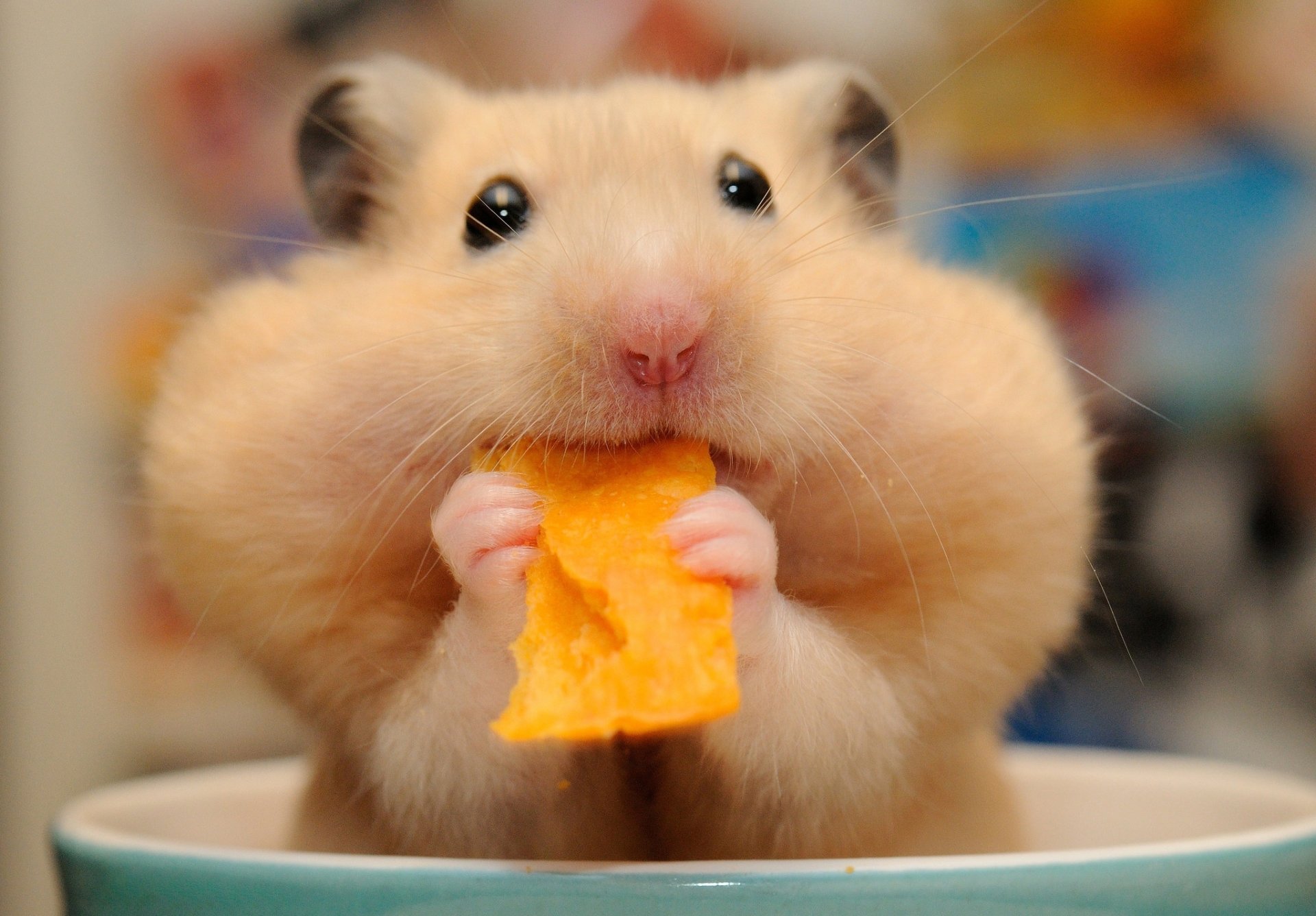 gambar hamster hewan lucu