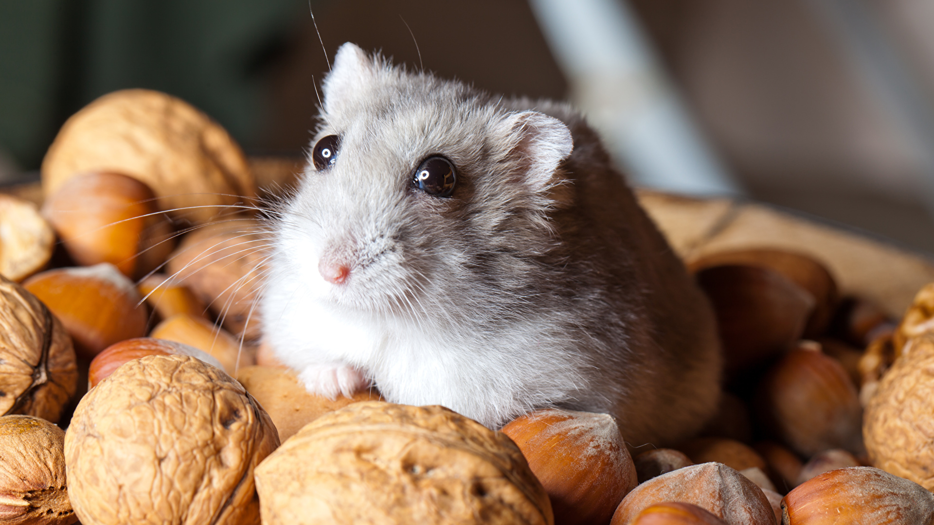 gambar hewan lucu hamster