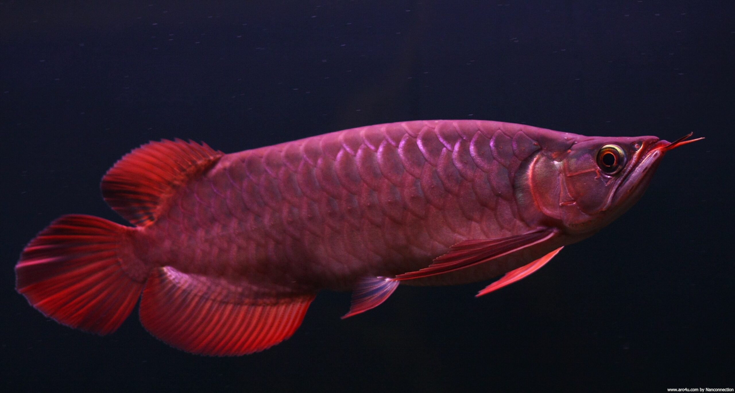 gambar ikan arwana golden red
