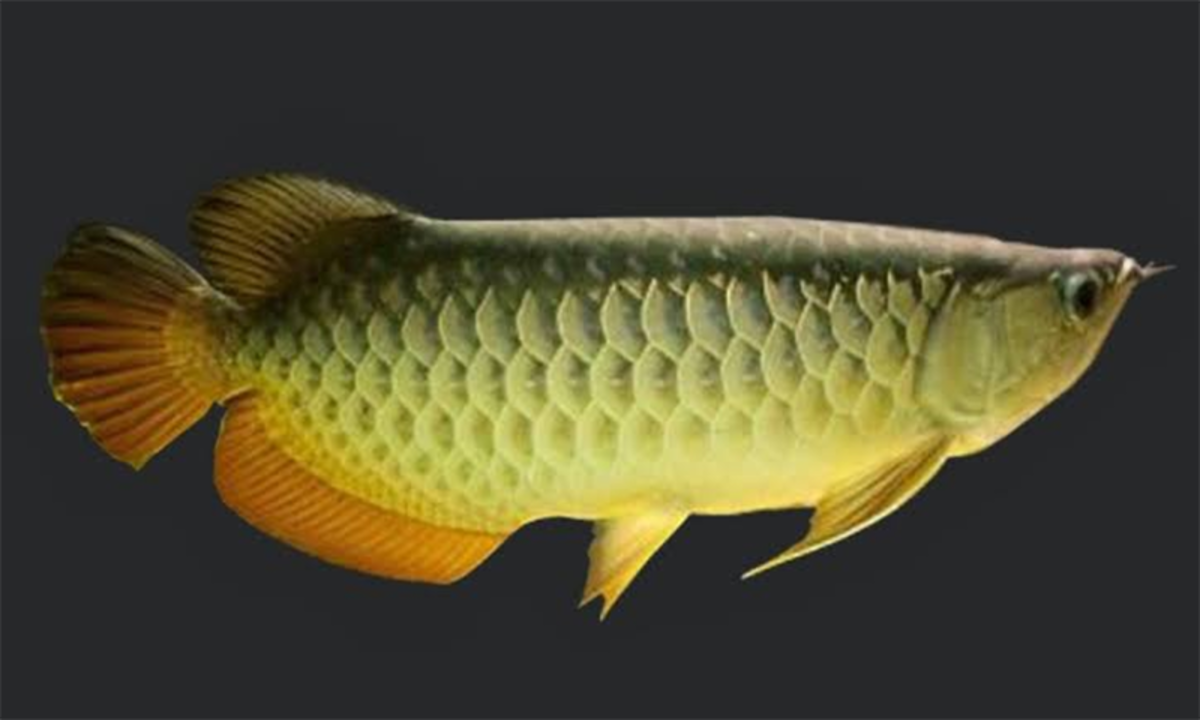 gambar ikan arwana hd