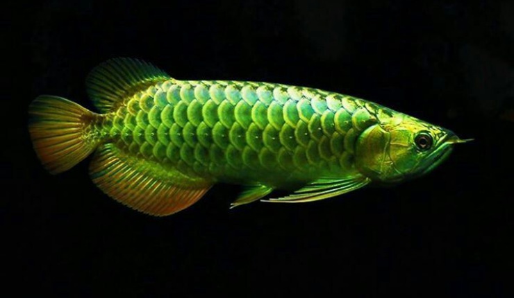gambar pelihara ikan arwana