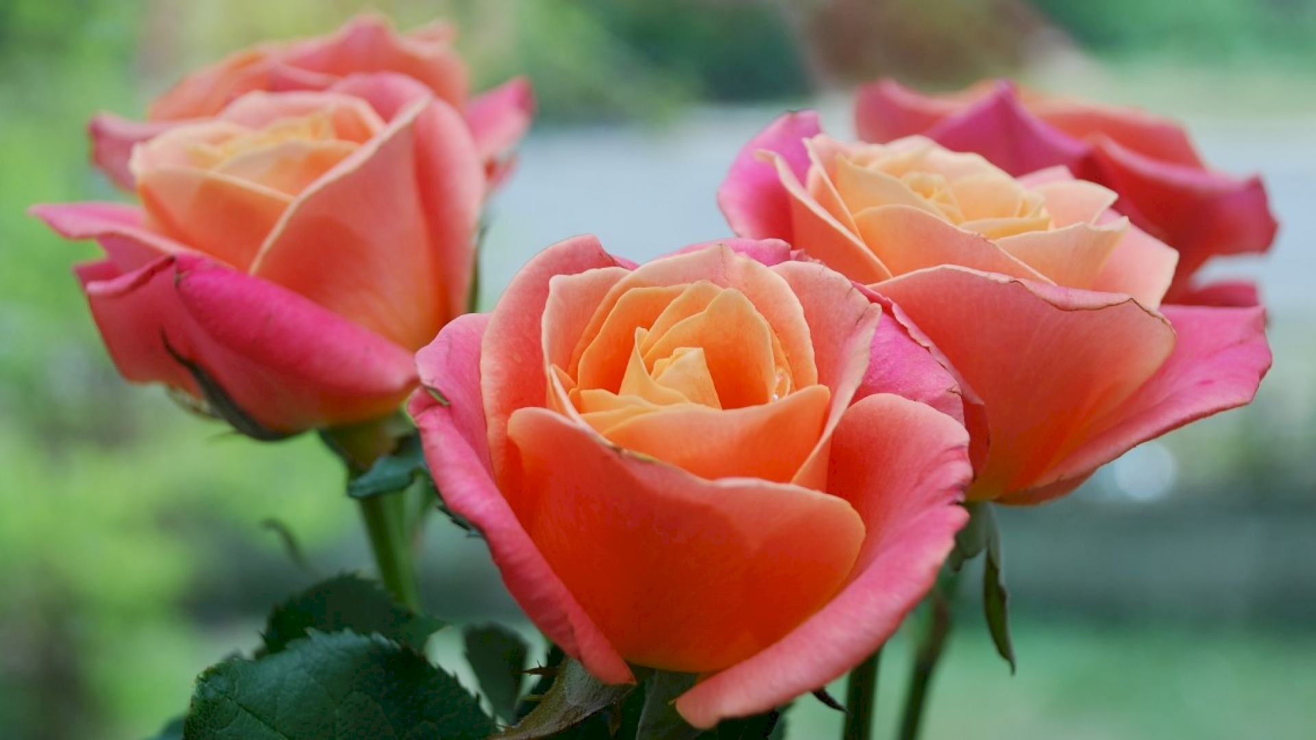 indahnya gambar bunga mawar