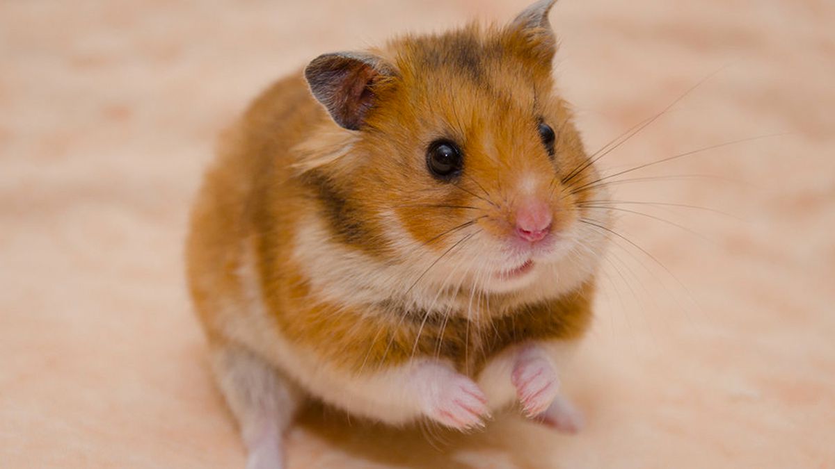 lucu hewan hamster gambar