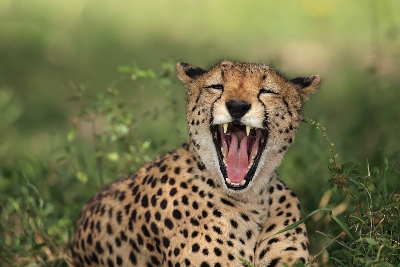gambar anak jaguar