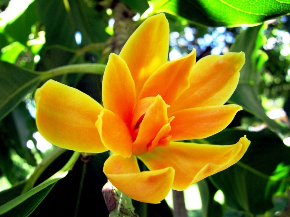 gambar bunga cempaka kuning