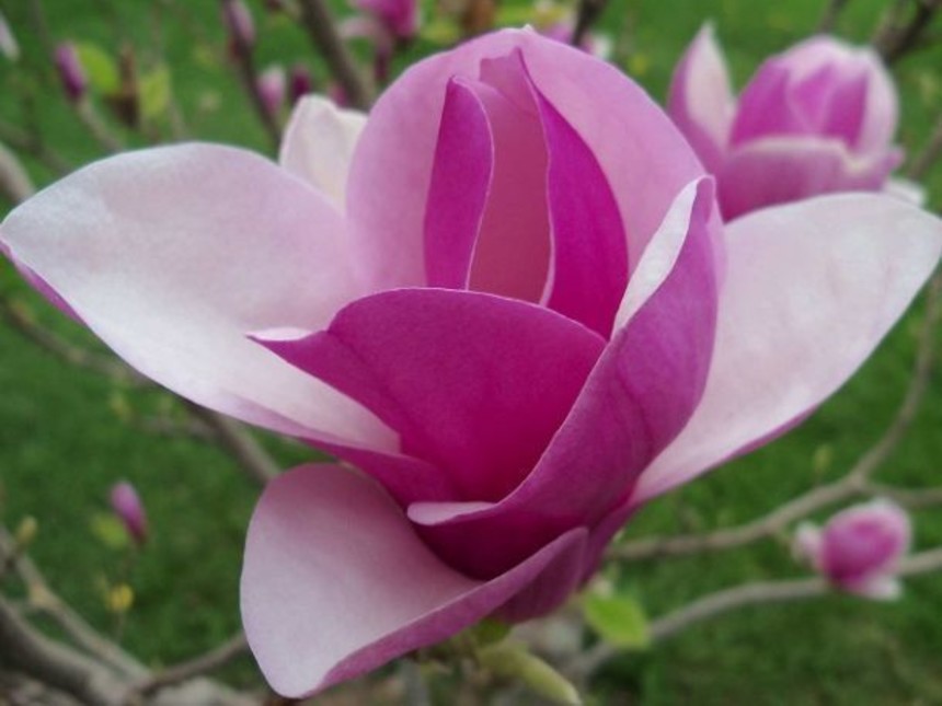 gambar bunga cempaka ungu