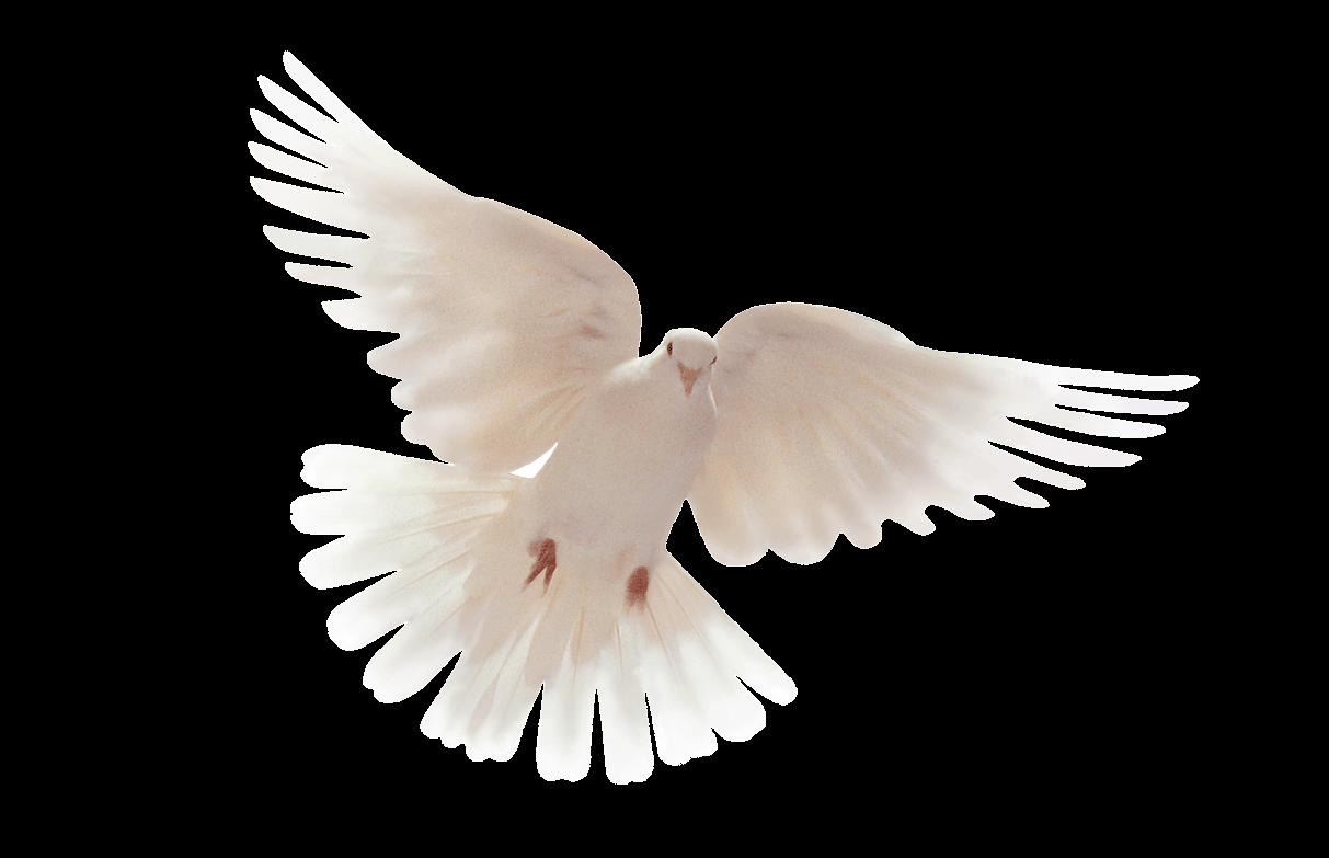 gambar burung merpati bulu putih