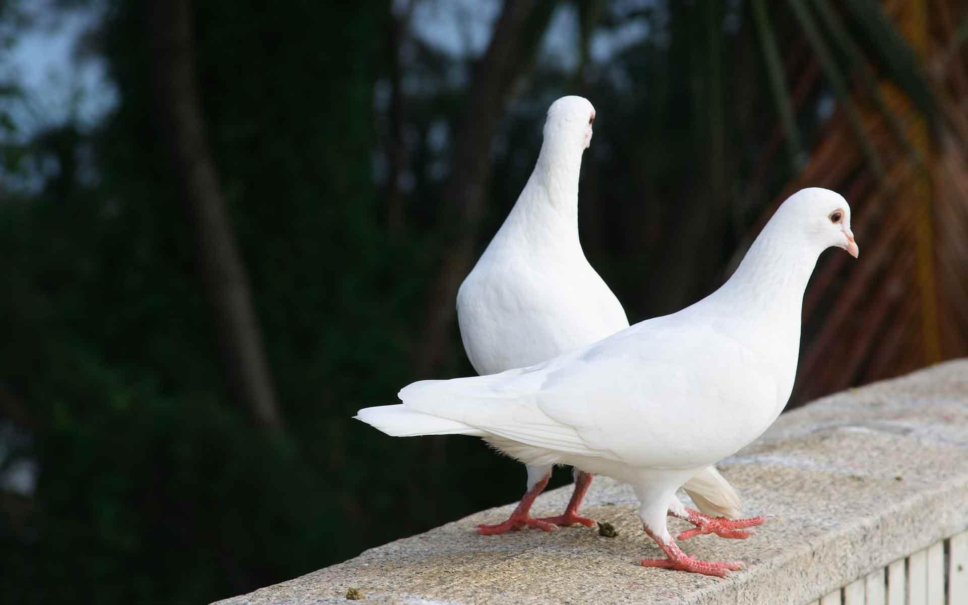 gambar burung merpati putih