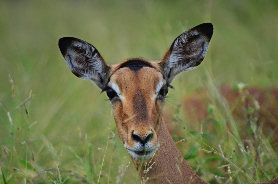 gambar hewan impala antelope
