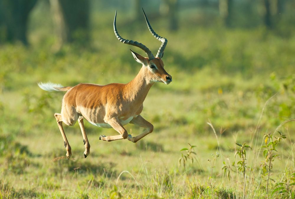 gambar hewan impala berlari
