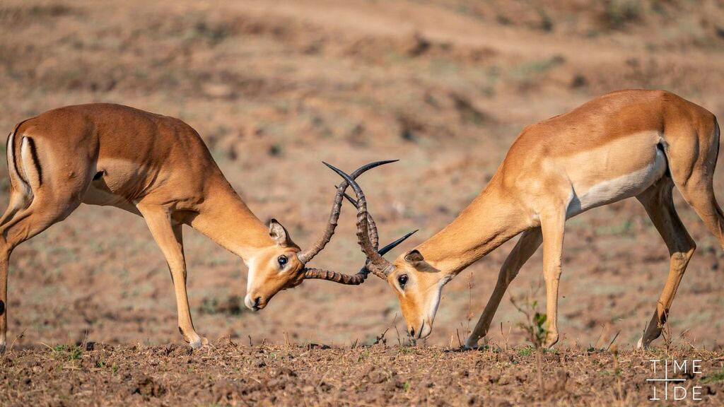gambar hewan impala bertarung