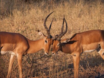 gambar hewan impala hd