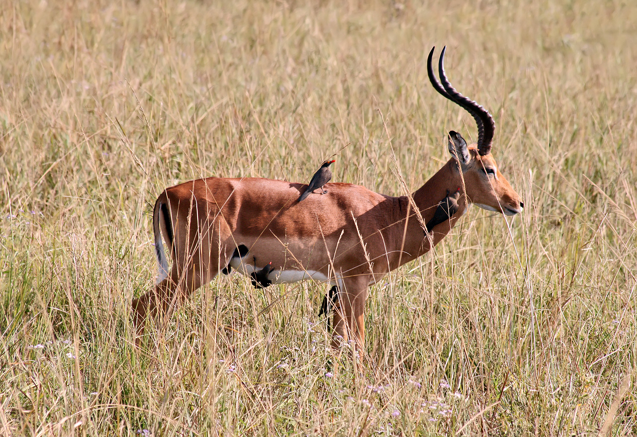 gambar hewan impala wallpaper