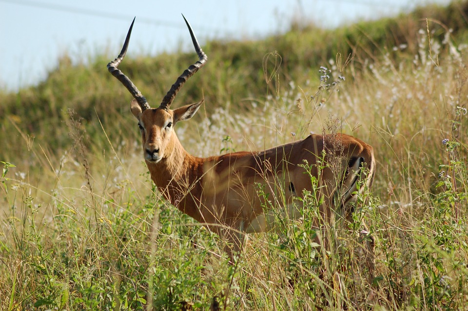 gambar hewan impala