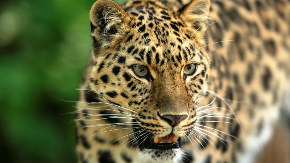 gambar hewan jaguar hd